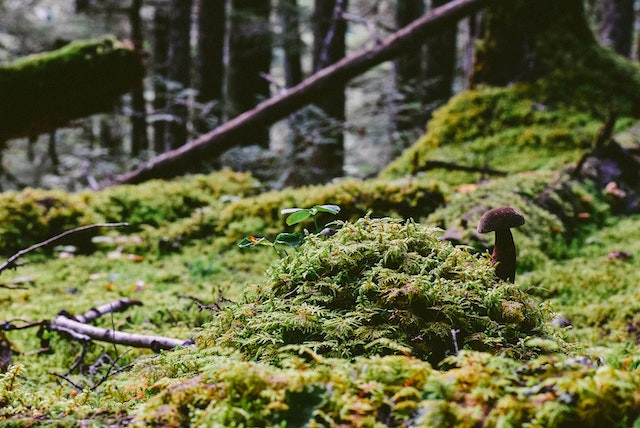 sol de forêt avec mousse champignon et racines